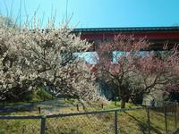 木下沢梅林0321-2