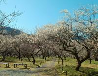 木下沢梅林0321-3