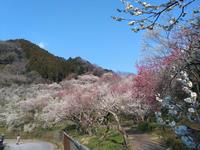 木下沢梅林0323-1