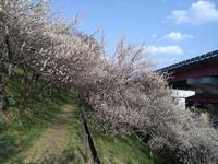 木下沢梅林0323-2