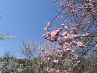 木下沢梅林0323-3