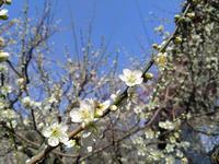 木下沢梅林0323-4