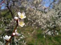 木下沢梅林0323-5