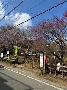 260218関所梅林(1)