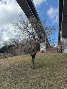 260218梅の郷まちの広場(1)