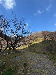 260218木下沢梅林(2)