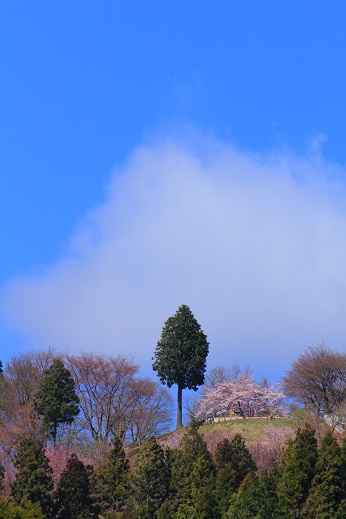 山頂の桜