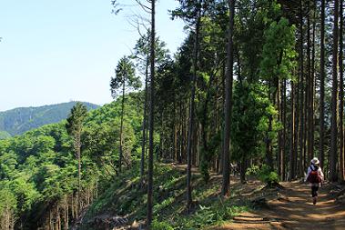 ハイキングコース