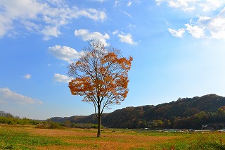 高月ツリーの写真