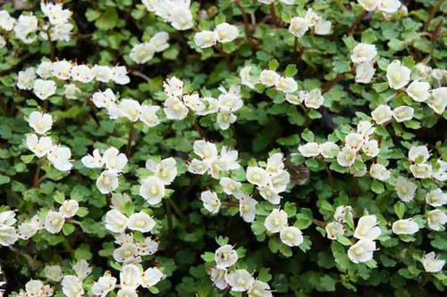 ハナネコノメ画像