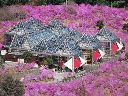 夕やけ小やけふれあいの里のミツバツツジ