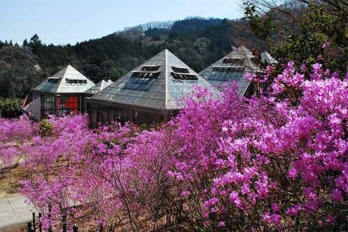 夕やけ小やけふれあいの里のミツバツツジ