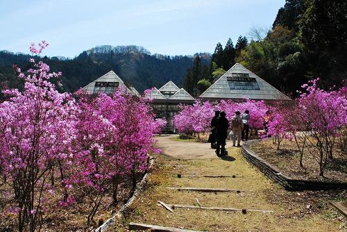 夕やけ小やけふれあいの里のミツバツツジ