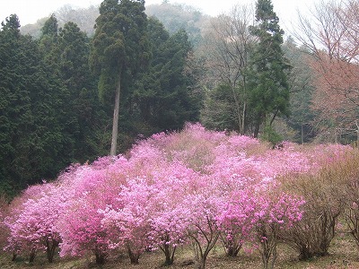今熊山のミツバツツジ