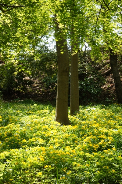 ヤマブキソウ写真