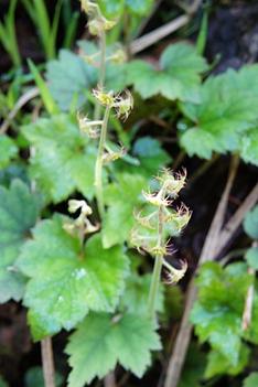 コチャルメルソウ