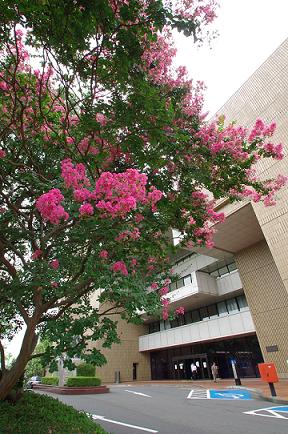 サルスベリの写真