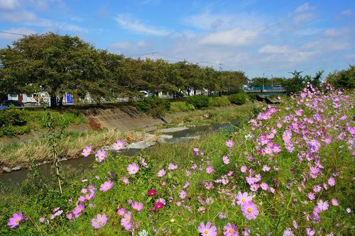 河川敷のコスモス