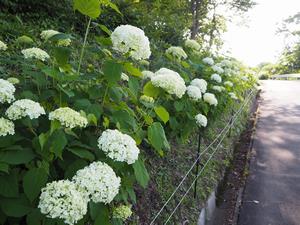 アナベル18/06/07