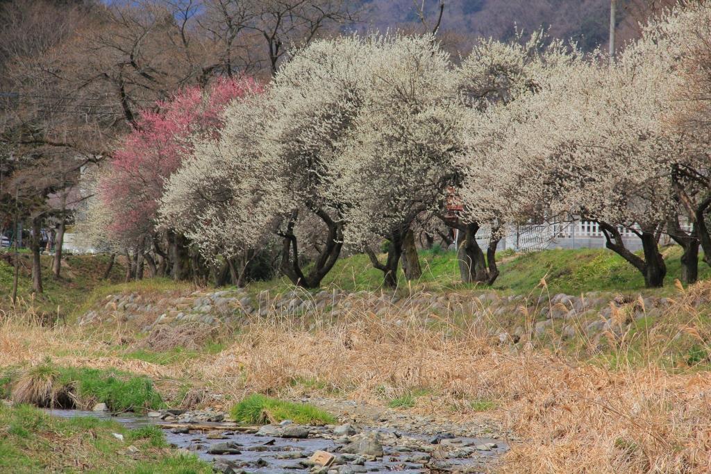 遊歩道梅林の写真