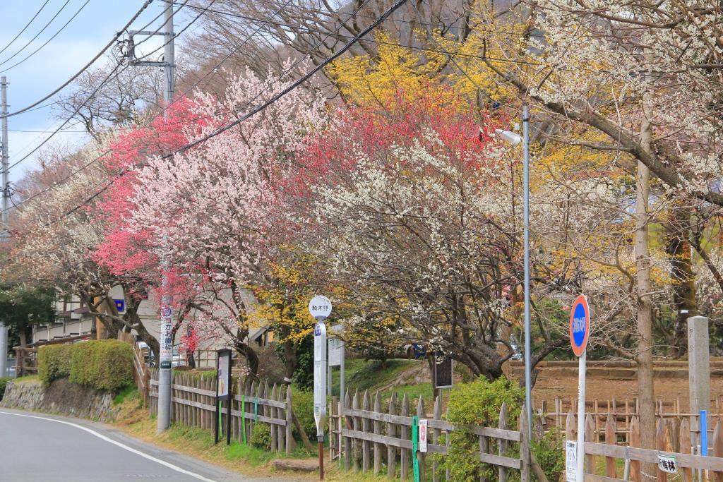 関所梅林の写真