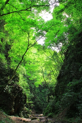 金剛の滝へ向かう途中の渓谷