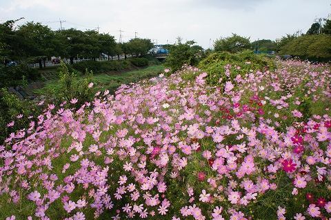 南浅川沿いのコスモス