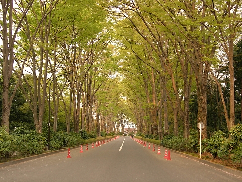 多摩御陵のケヤキ並木