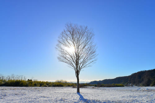高月ツリー冬