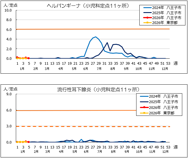 第5週ヘルパン、耳下腺