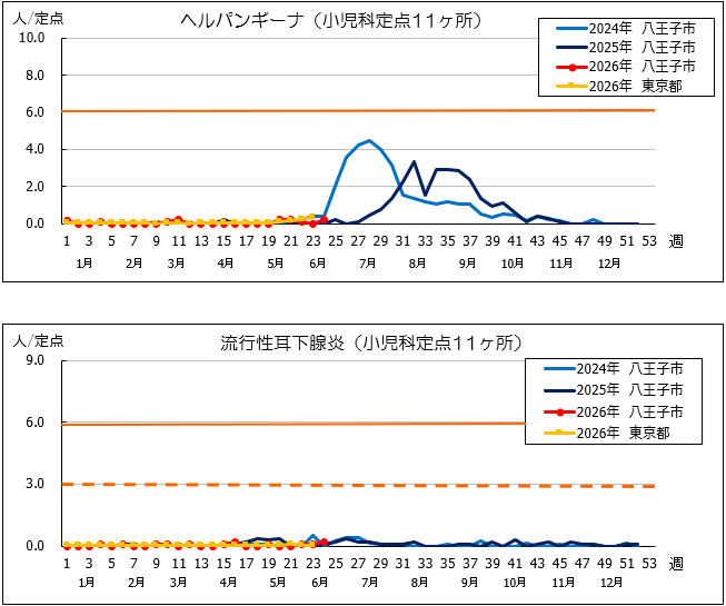 第24週ヘルパン、耳下腺