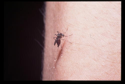 デング熱媒介蚊(ヒトスジシマカ)