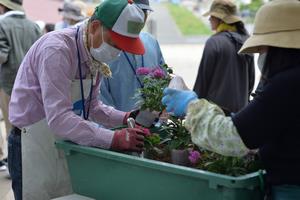 植付けテストの様子