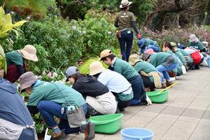 花苗の植付けの様子