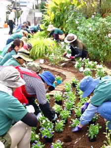花苗の植付けの様子