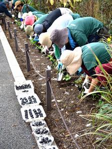 たねだんごを植える様子
