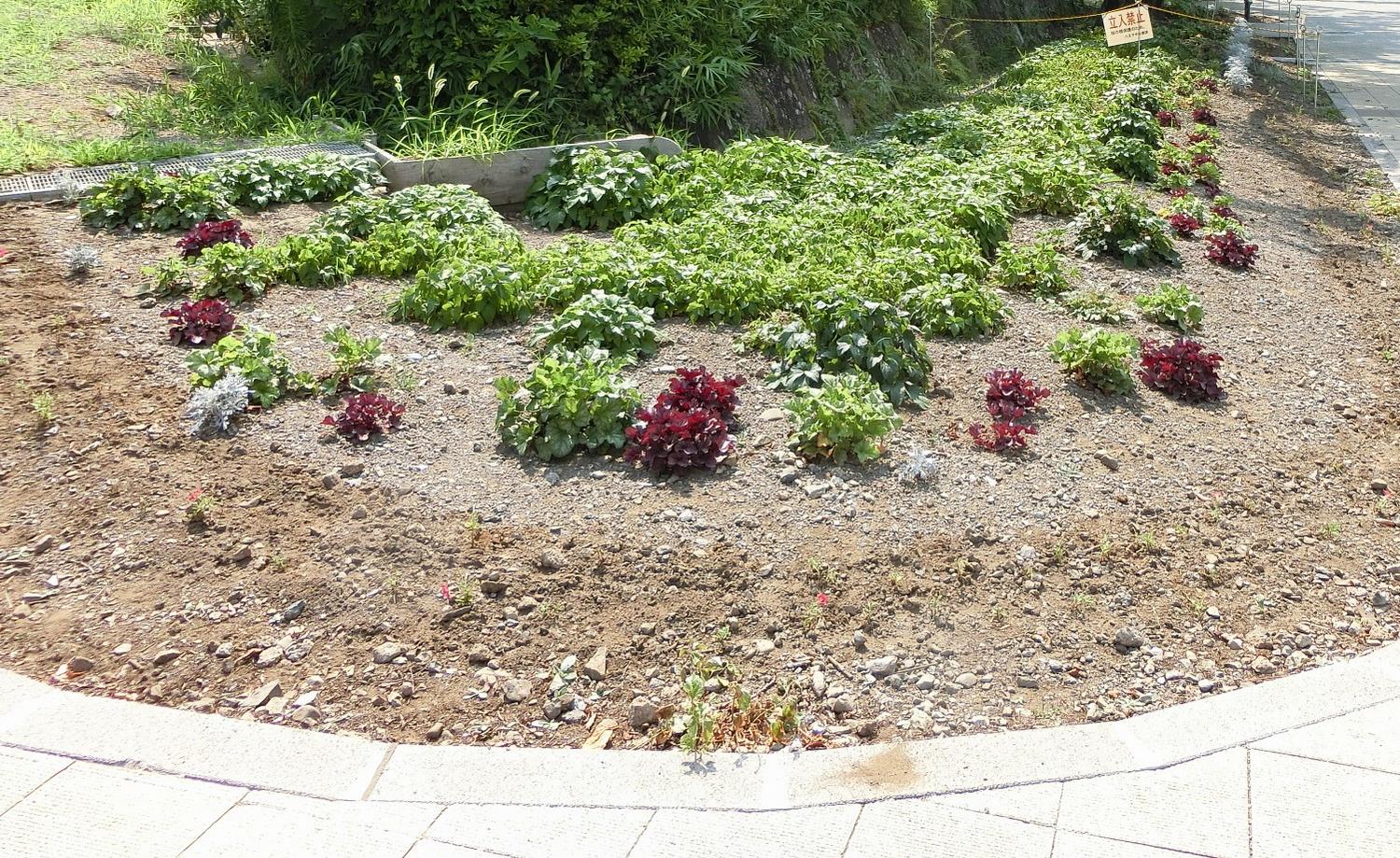 花壇にする前