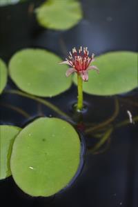 jyunnsai