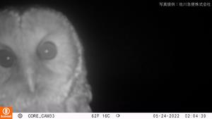 owl