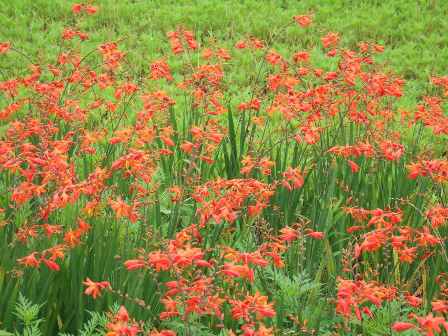 komiya_flower