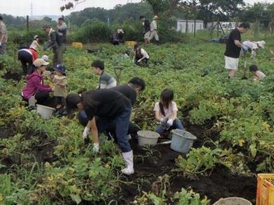 ジャガイモ堀りR6