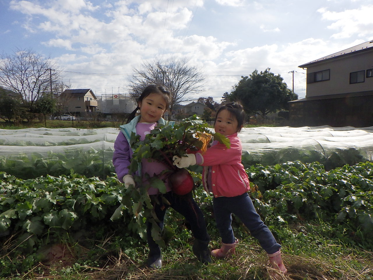 グリンガーラ(3)