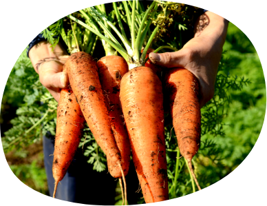 地産地消のおいしい給食 いただきます！