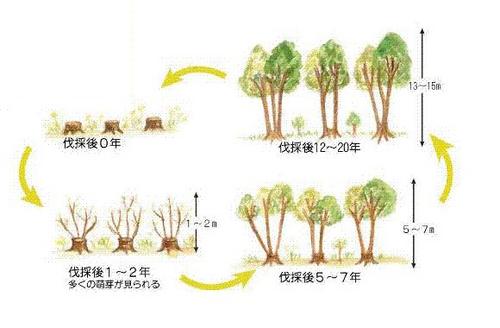 萌芽更新イメージ