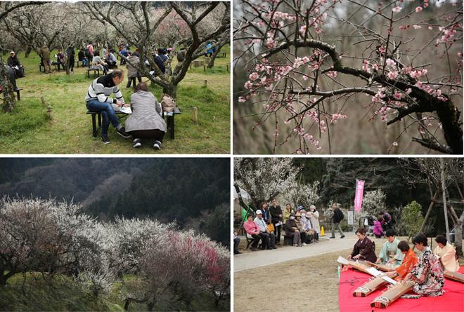 高尾梅郷梅まつり