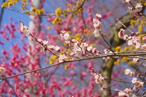 高尾梅郷梅まつり1