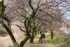 高尾梅郷梅まつり2