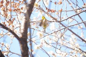 高尾梅郷梅まつり4