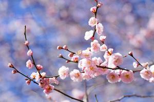 高尾梅郷梅まつり1