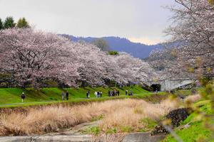 桜1